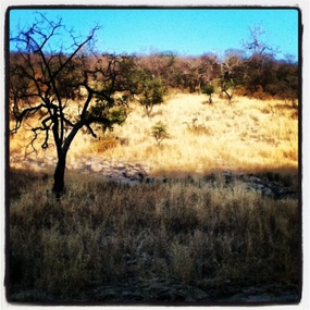 Imagine the Tiger...at Ranthambhore "Tiger" NP
