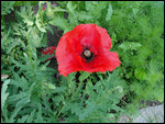 Poppy