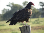 Vulture