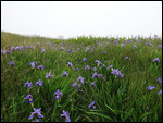 The wild Iris's