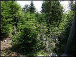 Our walk to the Fossils near Stephensville