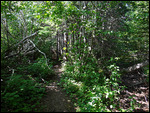 So beautiful in the forrest