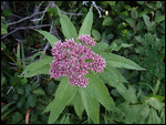 Some of the wildflowers on our 