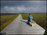 The Boardwalk over the marsh