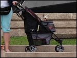 A dog pram..AWESOME I want one