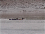 Two surfers waiting the wave