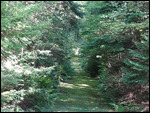Just a little track through the woods