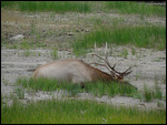 Lazy Elk