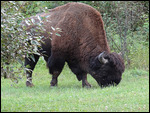 "Fred"the friendly Bison