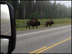 Some more Bison