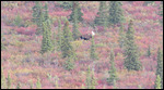 Spot the moose