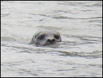 Sneaky Seal