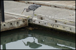 A blue Crane I think...fishing