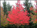 Got to  love a red tree