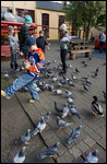 Pidgeons