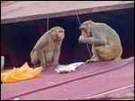 Monkeys feasting