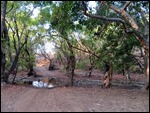 Searching for a tiger