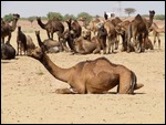 The Camel herd