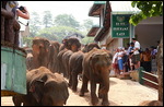Elephants in the high street
