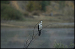 A pied cormorant by the lake.