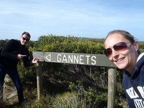 Walking to see the gannet colony