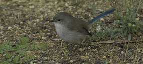 Superb Fairy Wren (juvenile male I think)