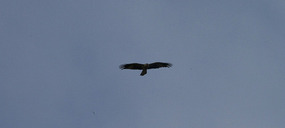 Wedgetail Eagle - Naracoorte Caves Campground