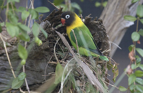 Conure? - Adelaide Zoo
