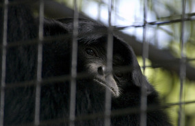 Irian - Siamang Gibbon & the reason we went there.