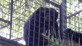 Irian and Zain - Siamangs at Adelaide Zoo (video)