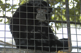 Irian & Zain. Siamang Gibbon & reason we went.