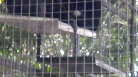 Irian, Zuli and Zain - Siamangs Adelaide Zoo video