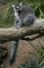 Lemur (no fossas) - Adelaide Zoo