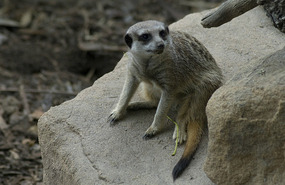 Meerkat - Adelaide Zoo