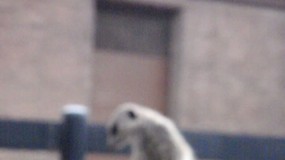 Meerkat - Adelaide Zoo (Click for video)