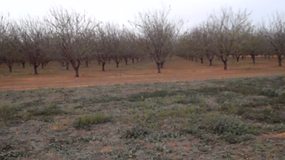 Emus amongst apple trees - near Renmark