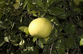 Nice lime - Orangeworld - near Mildura
