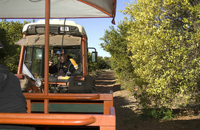 Our host Mario on the tractor tour of Orangeworld