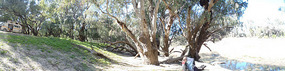 Our campsite by the Darling