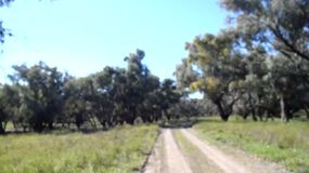 Driving through Trilby