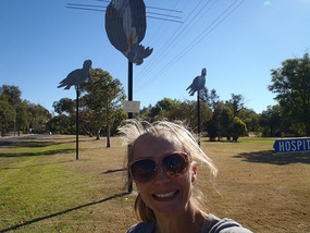 Galah upside down on the power line - Gulargambone