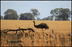 Emu