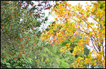 Herbst @ Canterbury, New Zealand