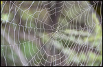 Wassertropfenspinnennetz
