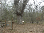 199 Year Old Pecan Tree