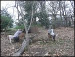 Goats on Ron and Sarah's Farm