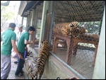 Trainer Plays Stalking With Tiger