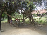 Tree-Killing Fields, Cambodia