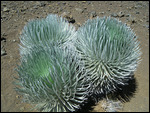 Haleakala National Park