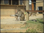 Wild Monkey